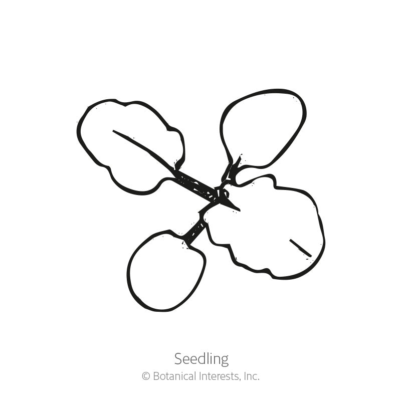 Line drawing of a young seedling with four rounded, scalloped-edged leaves branching from a central stem, labeled 