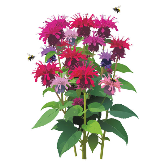 Illustration of colorful milano bee balm flowers with green leaves on a white background