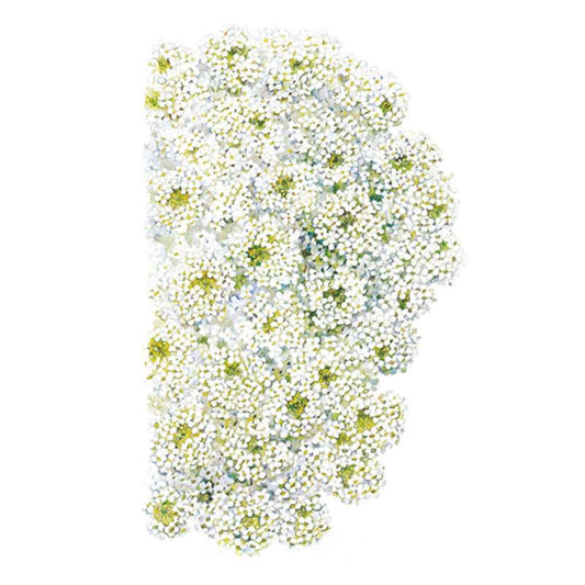 Cluster of Tiny Tim sweet alyssum blooms showing masses of small four-petaled white flowers with yellow-green centers, densely packed together on a plain white background.