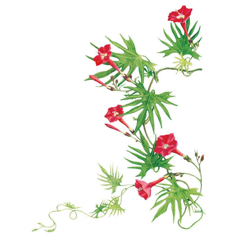 Botanical illustration of cardinal climber showing a twining vine with deeply lobed, feathery green leaves and trumpet-shaped scarlet-red flowers with white throats at various stages of bud and bloom, set against a plain white background.