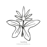 Line drawing of a cardinal climber seedling, showing a pair of broad arrow-shaped cotyledon leaves below a young stem topped with narrow, finger-like true leaves, labeled 