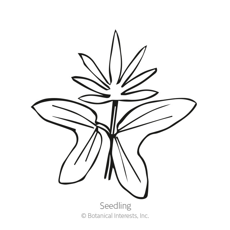 Line drawing of a cardinal climber seedling, showing a pair of broad arrow-shaped cotyledon leaves below a young stem topped with narrow, finger-like true leaves, labeled 
