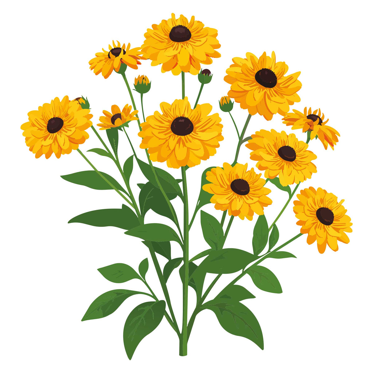 Illustration of a bouquet of Goldilocks Black Eyed Susan flowers with green leaves on a white background