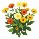 Illustration of Fiesta Gitana Calendula orange and yellow flowers with green leaves on a white background
