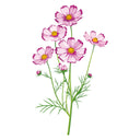 Illustration of Fizzy Rose Picotee Cosmos pink flowers with green stems on a white background