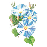 Botanical illustration of Flying Saucer morning glory showing three trumpet-shaped blooms streaked in blue and white with yellow throats, alongside unopened pink buds and heart-shaped green leaves on twining stems.