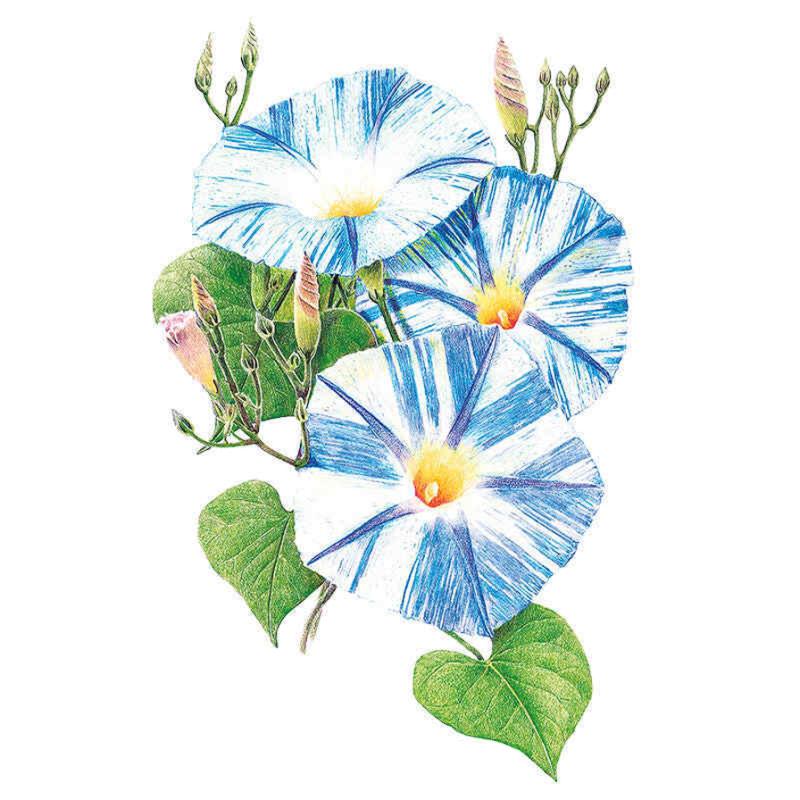 Botanical illustration of Flying Saucer morning glory showing three trumpet-shaped blooms streaked in blue and white with yellow throats, alongside unopened pink buds and heart-shaped green leaves on twining stems.