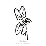 Line drawing of a morning glory seedling with three lobed, heart-shaped leaves on a slender stem, labeled 