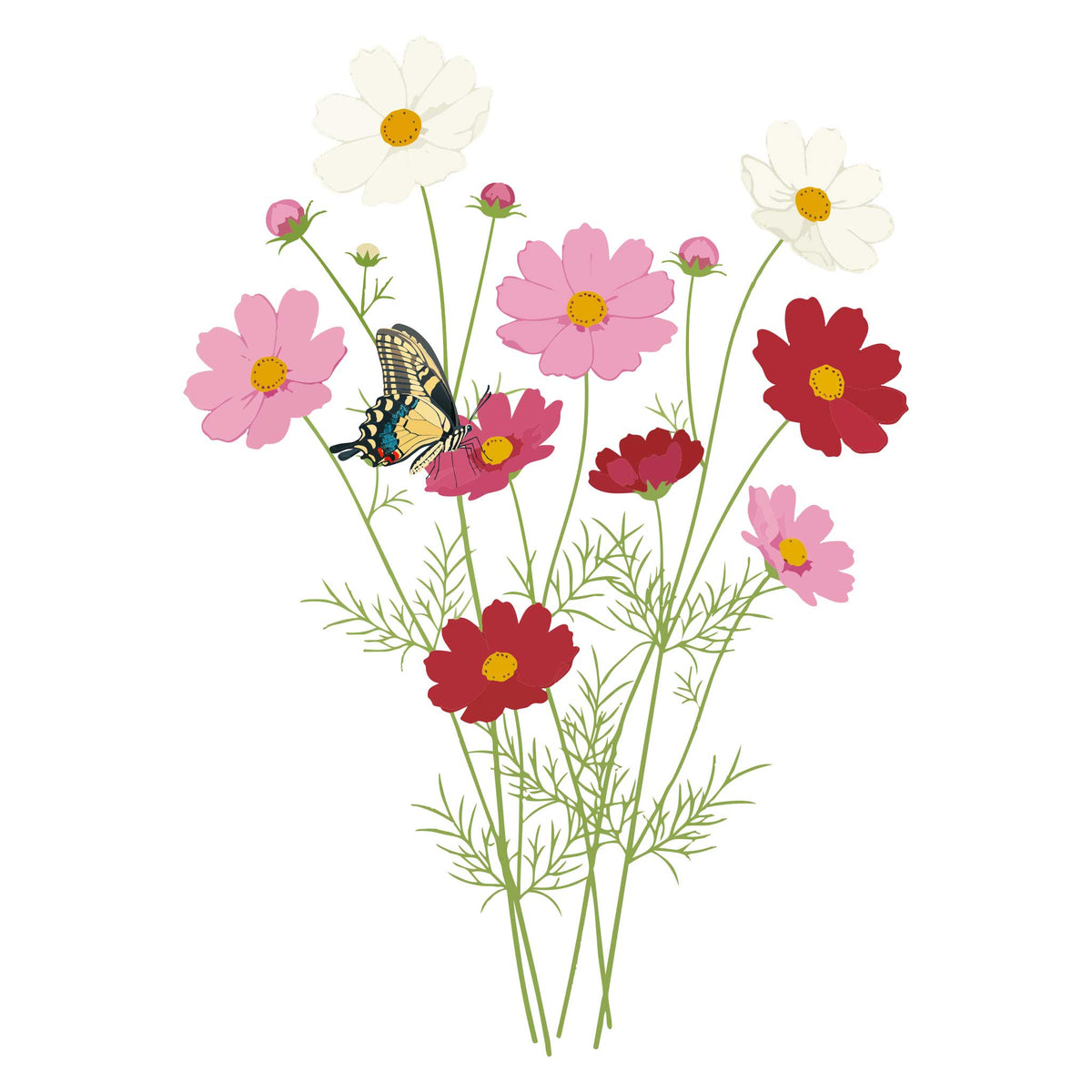 Illustration of Cosmos Sensation Blend flowers with a butterfly on a white background