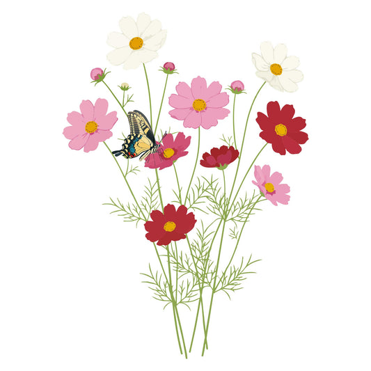 Illustration of Cosmos Sensation Blend flowers with a butterfly on a white background