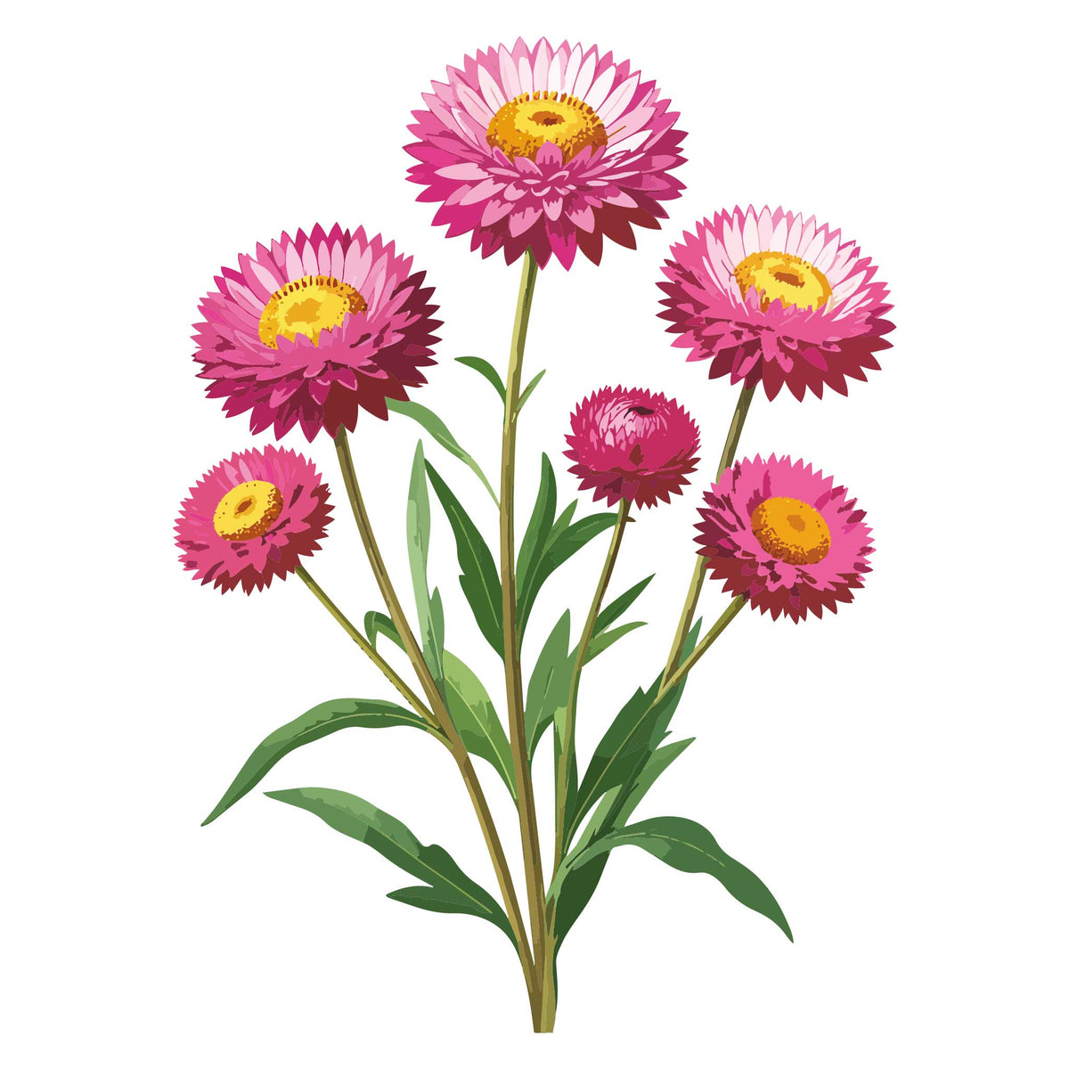 Illustration of pink Paper Daisy flowers with yellow centers on a white background