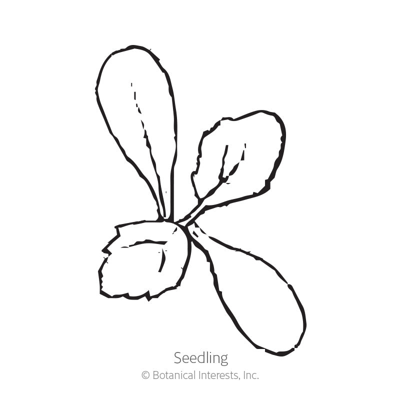 Line drawing of a young dahlia seedling with two elongated smooth cotyledon leaves and one small toothed true leaf emerging from the center, labeled "Seedling".