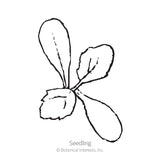 Line drawing of a young dahlia seedling with two elongated smooth cotyledon leaves and one small toothed true leaf emerging from the center, labeled 