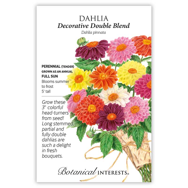 Botanical Interests seed packet for Decorative Double Blend Dahlia, illustrated with a tied bouquet of double-petaled blooms in purple, pink, yellow, orange, red and white, alongside growing details noting full sun, 5-foot height, and summer-to-frost blooming.