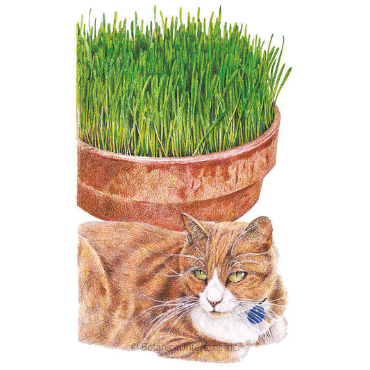Botanical illustration of a ceramic pot filled with lush green cat grass and an orange tabby cat sitting below it on a white background.