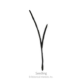 Simple black-line illustration of a young grass-like seedling with a single forked blade emerging from the soil, labeled 