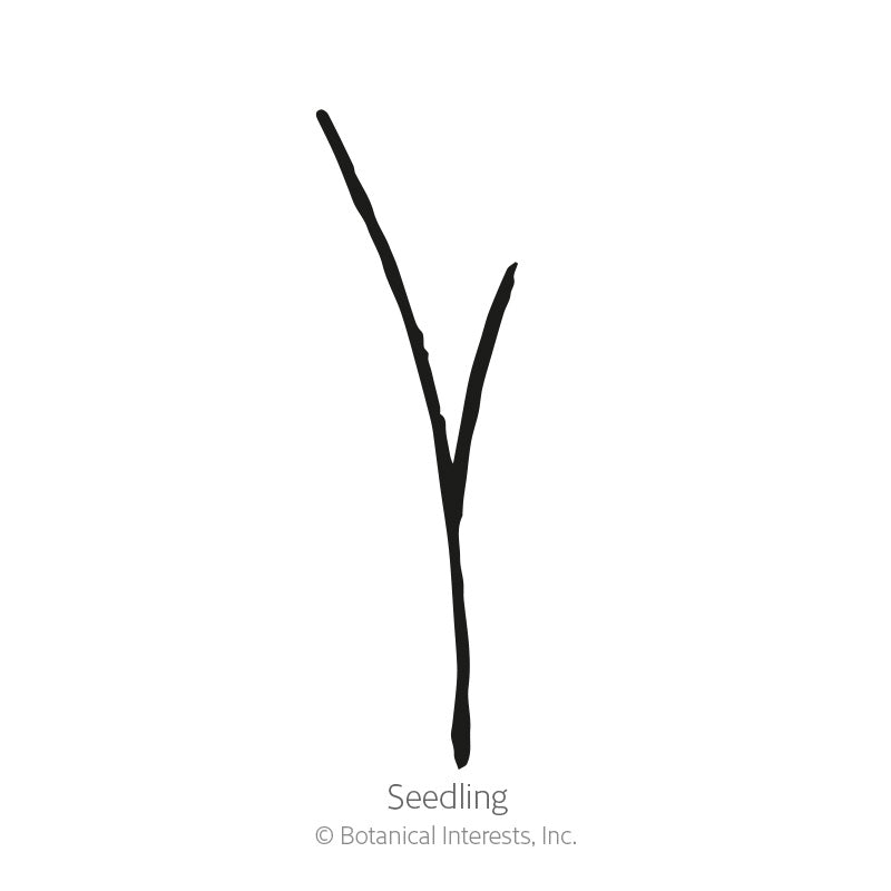 Simple black-line illustration of a young grass-like seedling with a single forked blade emerging from the soil, labeled 