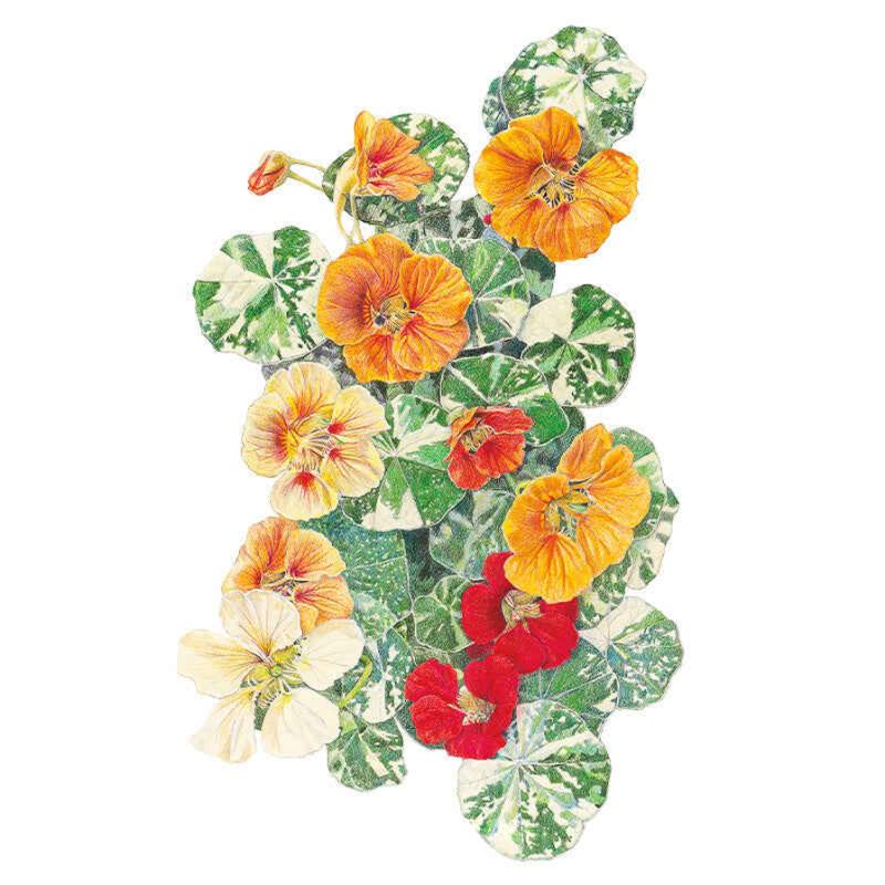 Botanical illustration of Alaska nasturtium showing orange, yellow, red and cream trumpet-shaped blooms among round, white-marbled variegated green leaves on a plain white background.