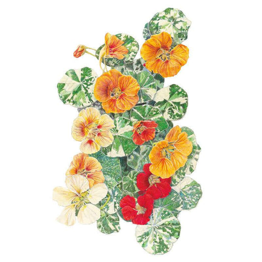 Botanical illustration of Alaska nasturtium showing orange, yellow, red and cream trumpet-shaped blooms among round, white-marbled variegated green leaves on a plain white background.
