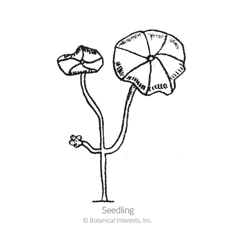 Line drawing labeled 