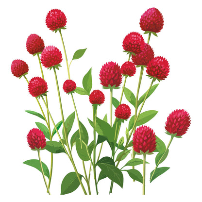 Illustration of red flowers of Gomphrena Strawberry Fields with green leaves on a white background