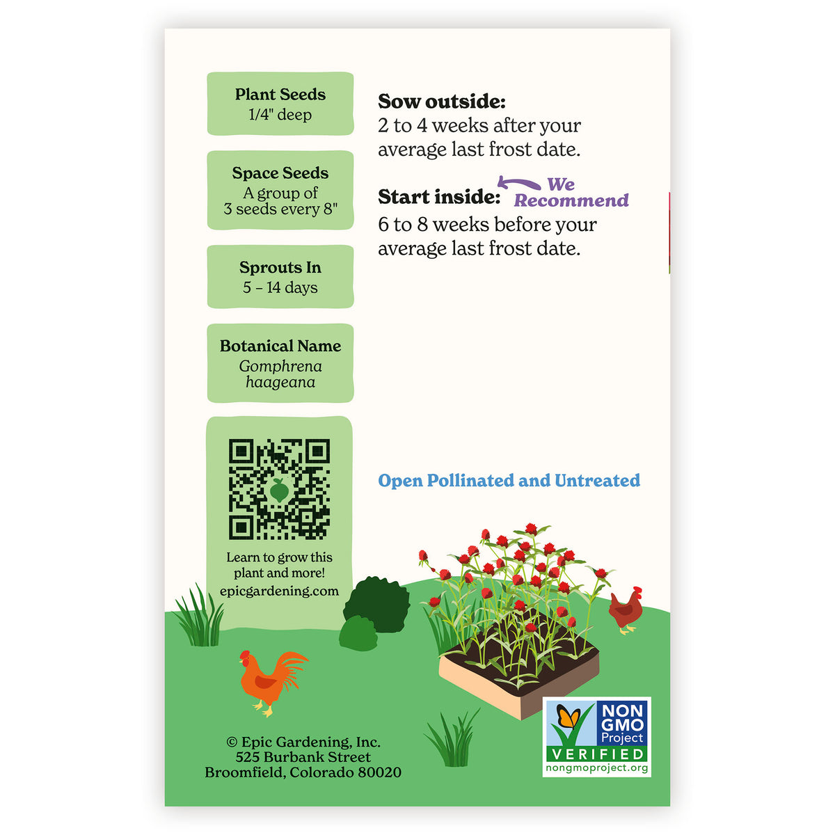 Back of Gomphrena Strawberry Fields seed packet with plant care instructions and a QR code on a white background.