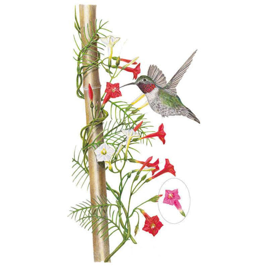 Illustration of cypress vine climbing a bamboo stake with feathery green foliage, trumpet-shaped red and white blooms, and a hummingbird feeding at the flowers, with an inset showing a pink variant bloom.
