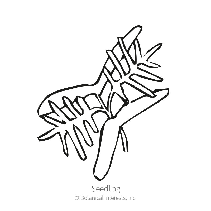 Black and white line drawing of a young cypress vine seedling with finely divided, feathery leaves along a slender stem, labeled "Seedling" beneath.