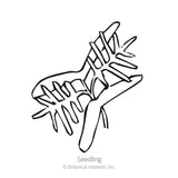Black and white line drawing of a young cypress vine seedling with finely divided, feathery leaves along a slender stem, labeled 
