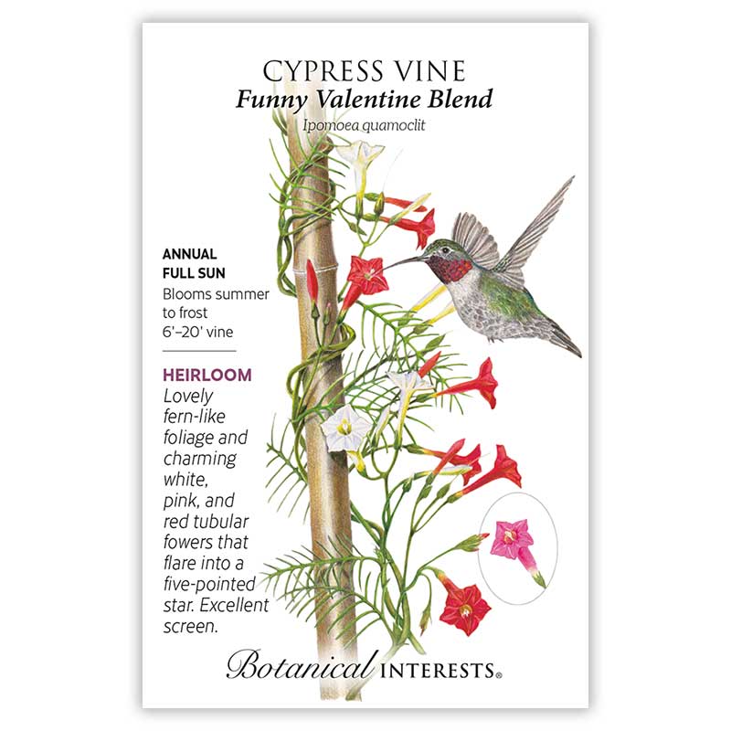 Seed packet for Funny Valentine Blend Cypress Vine featuring an illustration of a hummingbird feeding from star-shaped white, pink, and red tubular flowers with fern-like foliage climbing a wooden stake, alongside text noting it's an heirloom annual vine for full sun, blooming summer to frost, growing 6 to 20 feet.