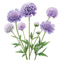 Illustration of Oxford Blue Scabiosa purple flowers with green stems and leaves on a white background