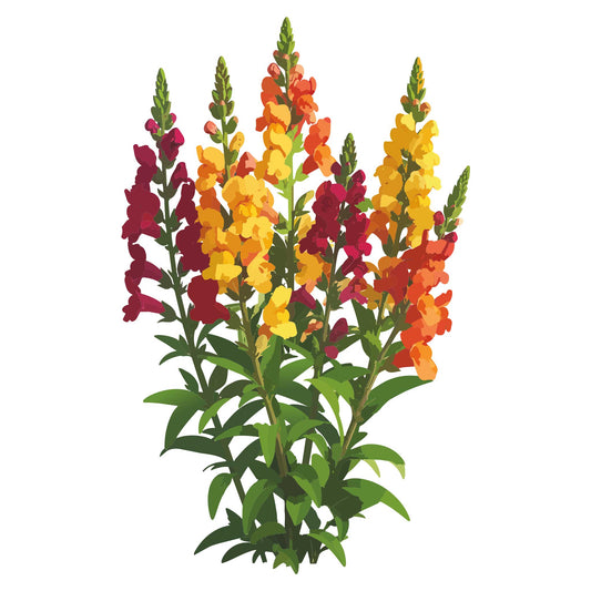 Illustration of a plant with red, yellow, and orange flowers Tetra Mix Snapdragon on a white background
