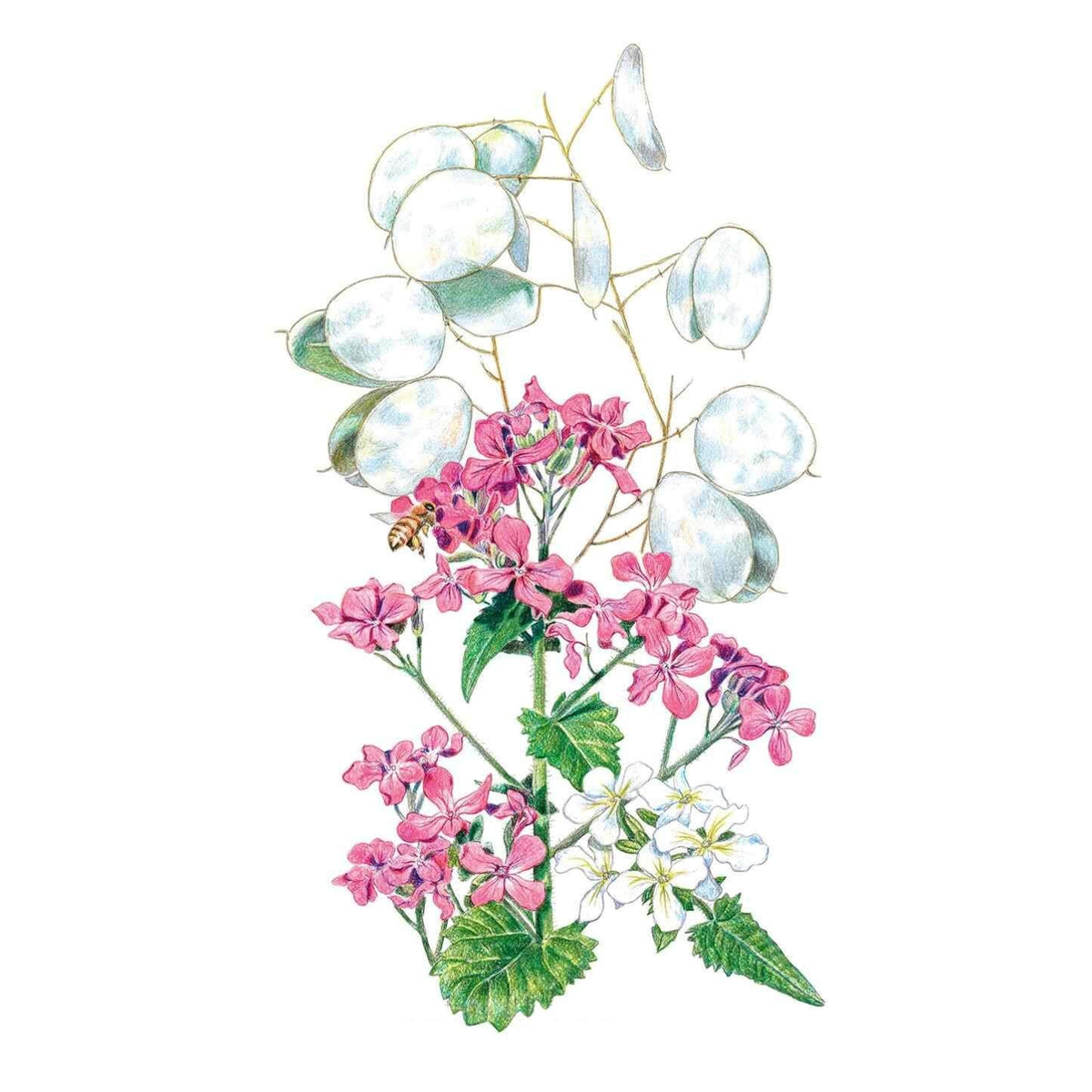 Botanical illustration of honesty (money plant) showing clusters of pink four-petalled flowers, a few small white blooms, toothed green leaves, and the plant's papery translucent silver seed pods, with a bee visiting the flowers.