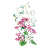 Botanical illustration of honesty (money plant) showing clusters of pink four-petalled flowers, a few small white blooms, toothed green leaves, and the plant's papery translucent silver seed pods, with a bee visiting the flowers.