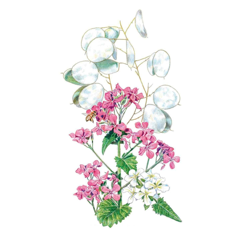 Botanical illustration of honesty (money plant) showing clusters of pink four-petalled flowers, a few small white blooms, toothed green leaves, and the plant's papery translucent silver seed pods, with a bee visiting the flowers.