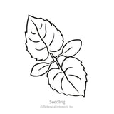 Line drawing of a Honesty Money Plant seedling showing two pairs of toothed, oval leaves on a central stem, labelled 