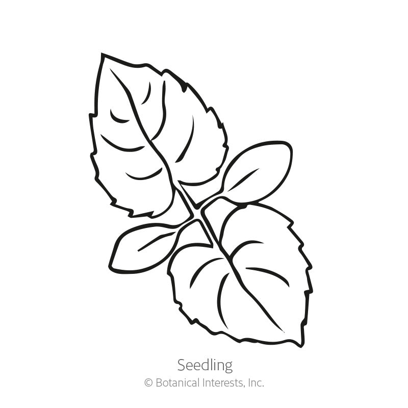Line drawing of a Honesty Money Plant seedling showing two pairs of toothed, oval leaves on a central stem, labelled 