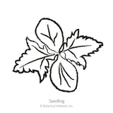Line drawing labeled 