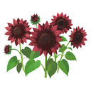 Illustration of Chocolate Cherry Sunflower red sunflowers with green leaves on a white background