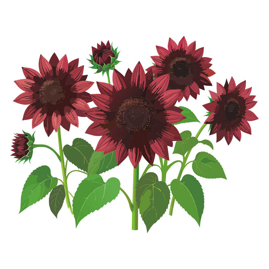Illustration of Chocolate Cherry Sunflower red sunflowers with green leaves on a white background