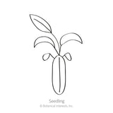 Line drawing of a young seedling with an elongated seed casing at its base and several sprouting leaves, labeled 