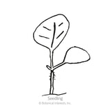 Line drawing of a young seedling with a small rounded cotyledon leaf and one larger heart-shaped true leaf on a thin stem, labelled 