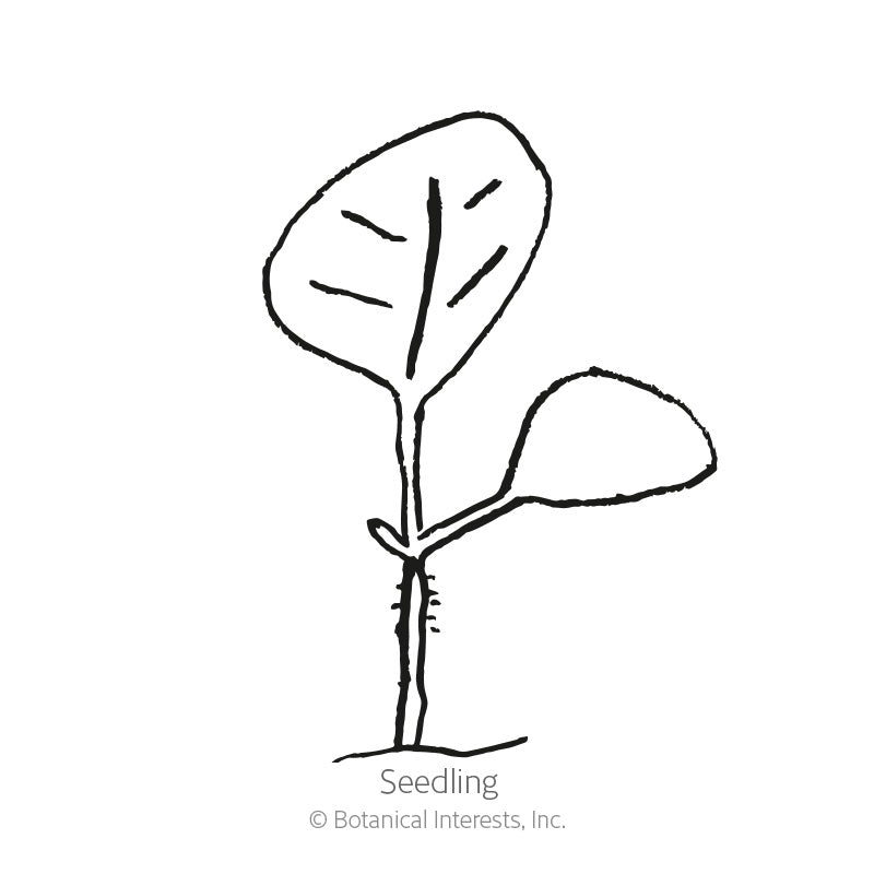 Line drawing of a young seedling with a small rounded cotyledon leaf and one larger heart-shaped true leaf on a thin stem, labelled 