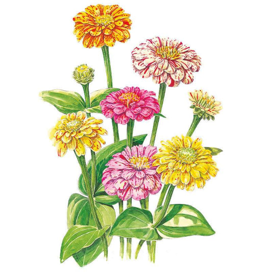 Illustrated cluster of Peppermint Stick zinnias with double blooms in orange, cream, pink and yellow, each streaked and speckled with contrasting red or pink flecks, atop upright green stems and broad leaves.