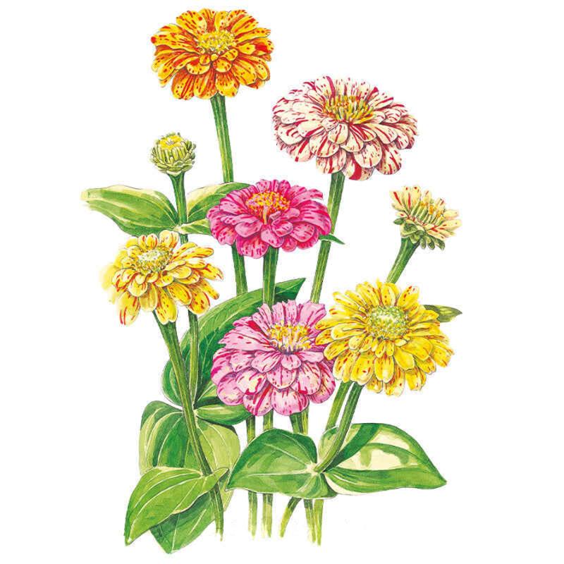 Illustrated cluster of Peppermint Stick zinnias with double blooms in orange, cream, pink and yellow, each streaked and speckled with contrasting red or pink flecks, atop upright green stems and broad leaves.