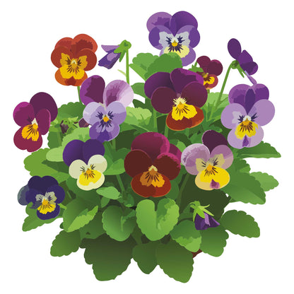 Illustration of colorful Bambini Mix Viola flowers with green leaves on a white background