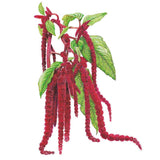 Botanical illustration of Love-Lies-Bleeding amaranth, showing long, drooping crimson tassel-like flower spikes hanging among broad green leaves on reddish stems, set against a plain white background.
