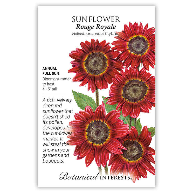 Seed packet for Rouge Royale Sunflower showing an illustration of five deep red, velvety blooms with dark centers on tall stems, with printed text noting it's an annual, full sun, blooming summer to frost, growing 4'-6' tall, and bred pollen-free for cut flowers.