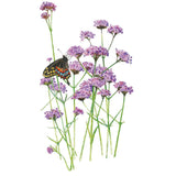 Illustrated cluster of Brazilian vervain on tall slender stems with small purple flower heads, visited by a black swallowtail butterfly showing red, blue and yellow spotted markings, set against a plain white background.