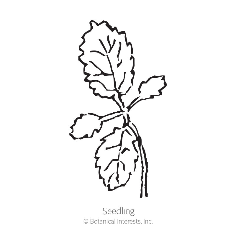 Black and white line drawing of a young seedling with two small rounded cotyledon leaves and larger serrated true leaves branching from a slender stem, labeled 